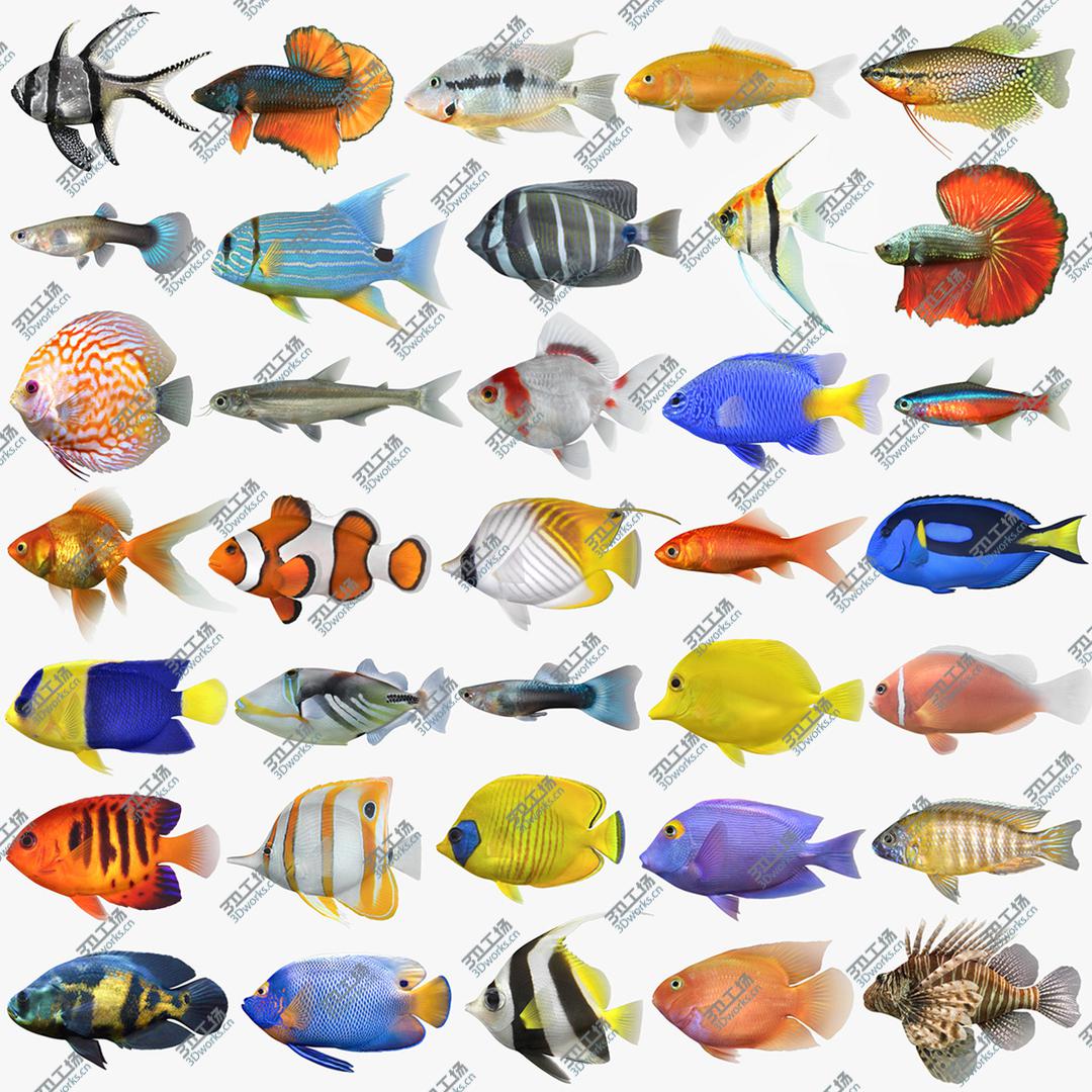 images/goods_img/2021040233/3D Fish Collection/1.jpg